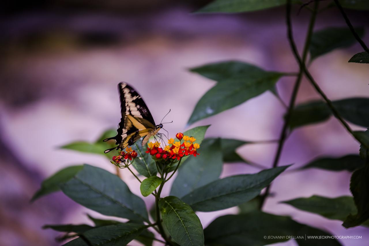 Mayan Hills Resort Copan Ruinas Экстерьер фото